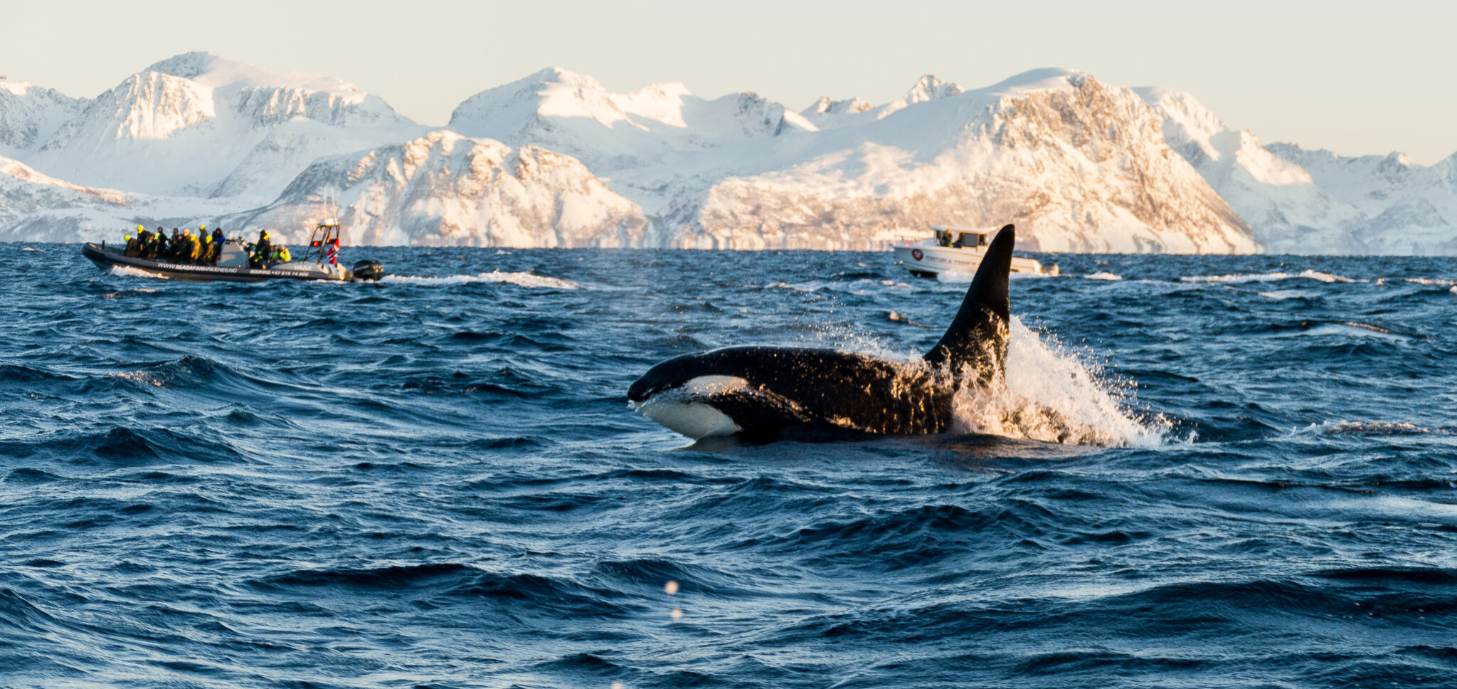 A Pod of Killer Whales is Trapped in Sea Ice Off the Coast of Japan ...