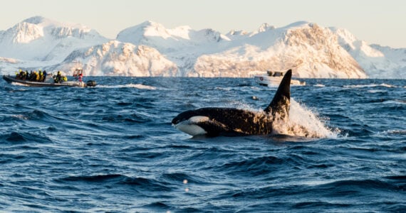 a pod of orcas swimming near sea ice