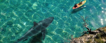 a giant shark trailing behind a kayaker