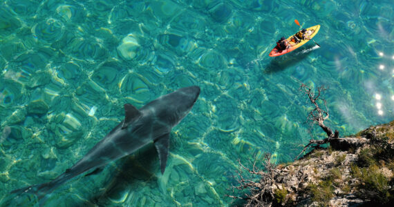 a giant shark trailing behind a kayaker