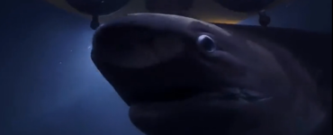 a sixgill shark underwater in front of a submarine