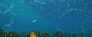 lots of plankton underwater