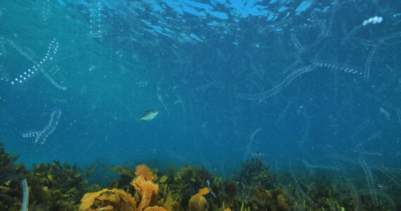 lots of plankton underwater