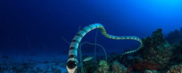 a sea snake undewater