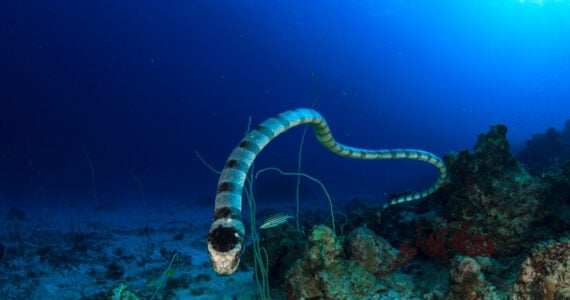 a sea snake undewater