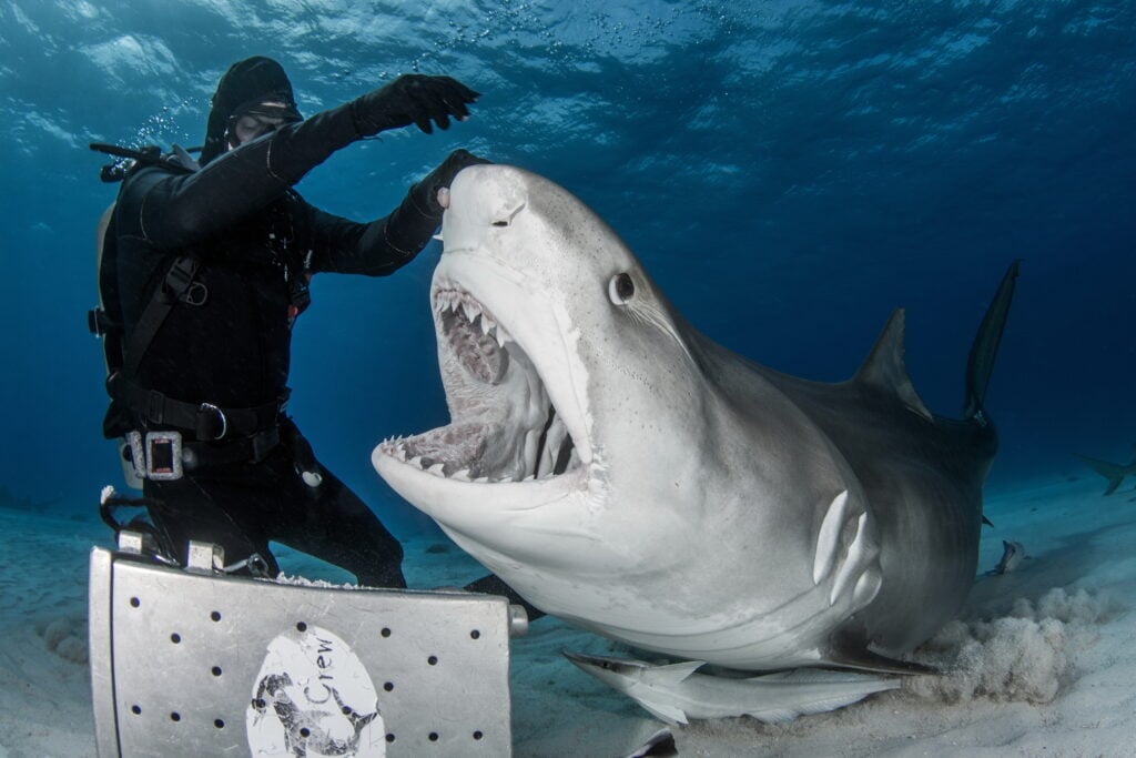 a tiger shark with its mouth open near a diver