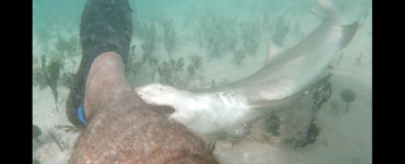 baby lemon shark bites man