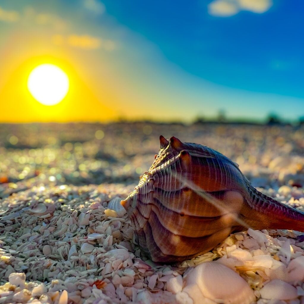 Close-up of a seashell on Sanibel Island’s shell-covered beach at sunset, capturing the peaceful, natural beauty of this serene Gulf Coast destination.