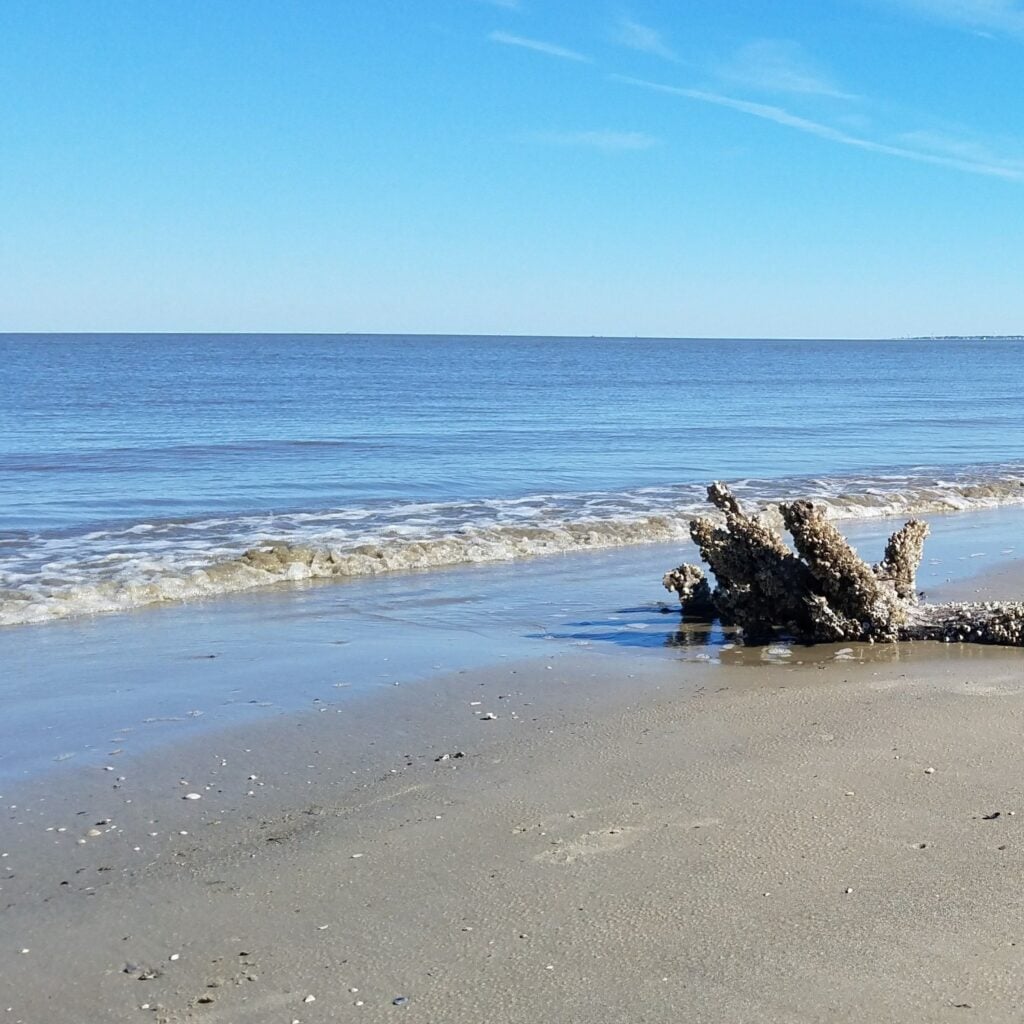 Fallen beach tree on Daufuskie Island, SC