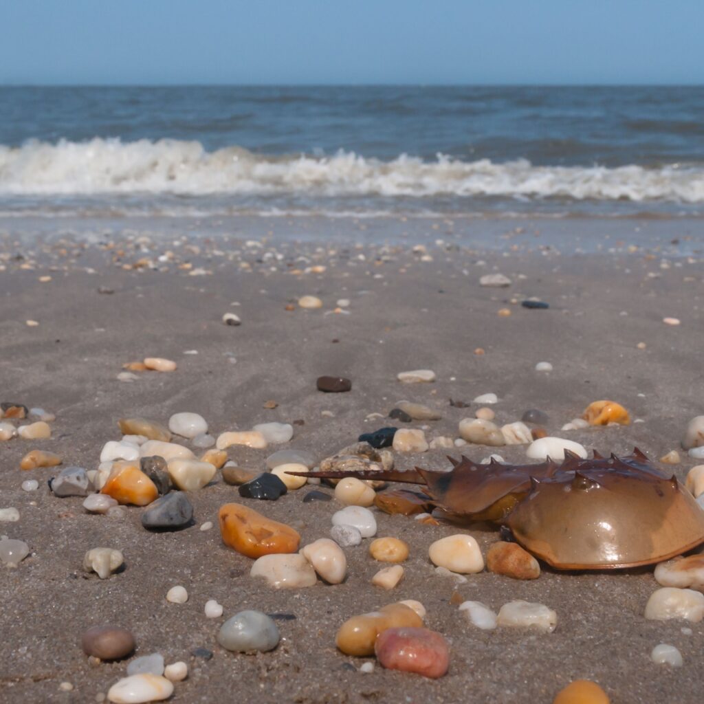 Horseshoe crab on Broadkill Beach