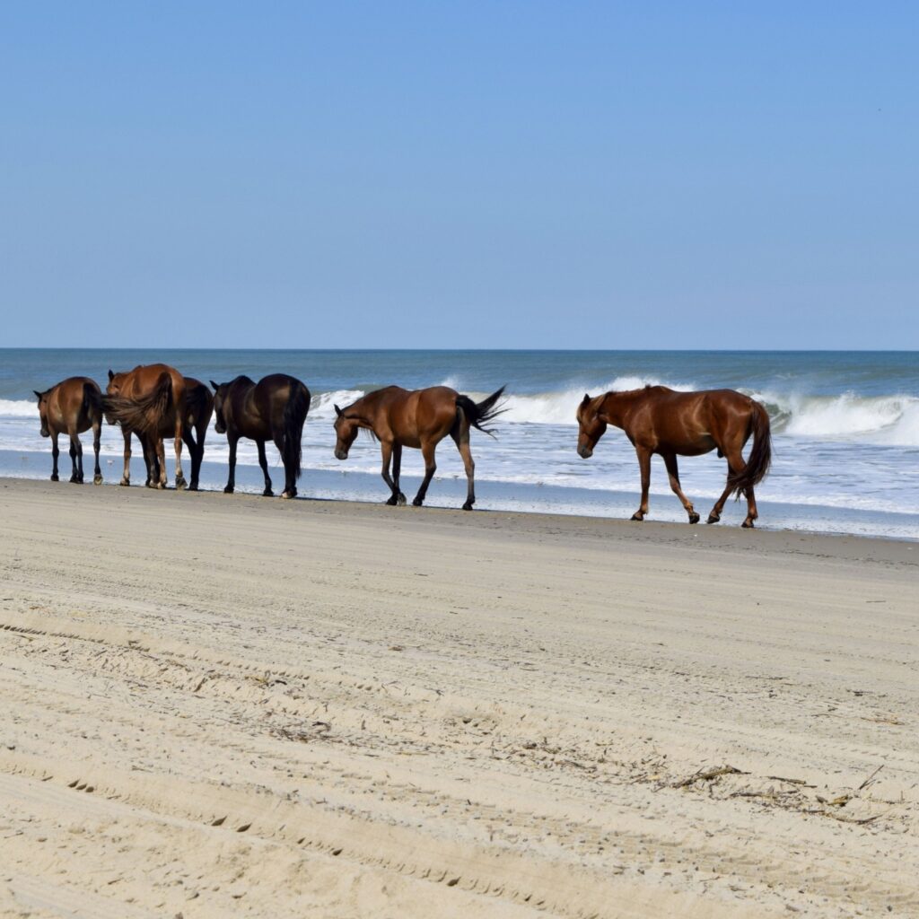 Corolla Beach (Outer Banks) North Carolina: The famous wild horses of Corolla in the OBX taking a stroll down the shoreline on a summer day. The stallion follows in the rear.