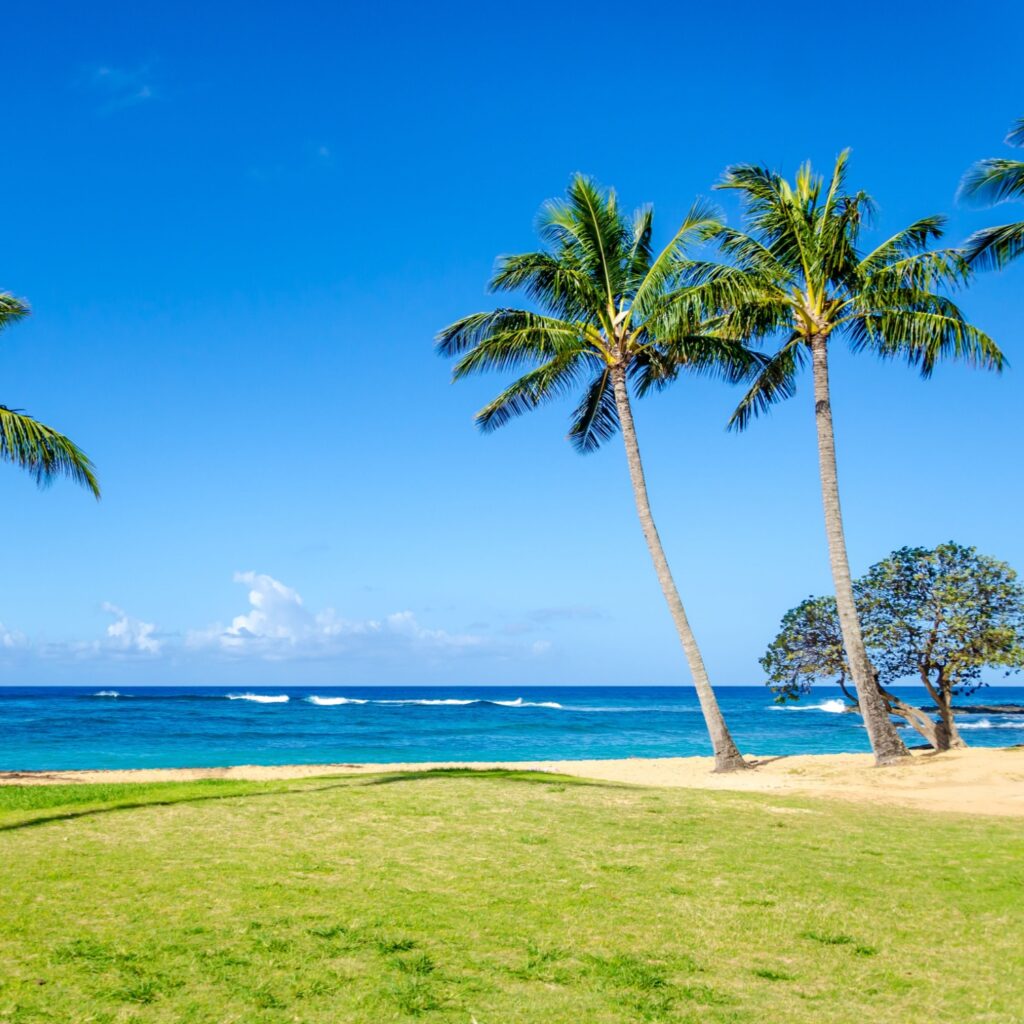 Coconut Palm trees on the sandy Poipu beach in Hawaii, Kauai